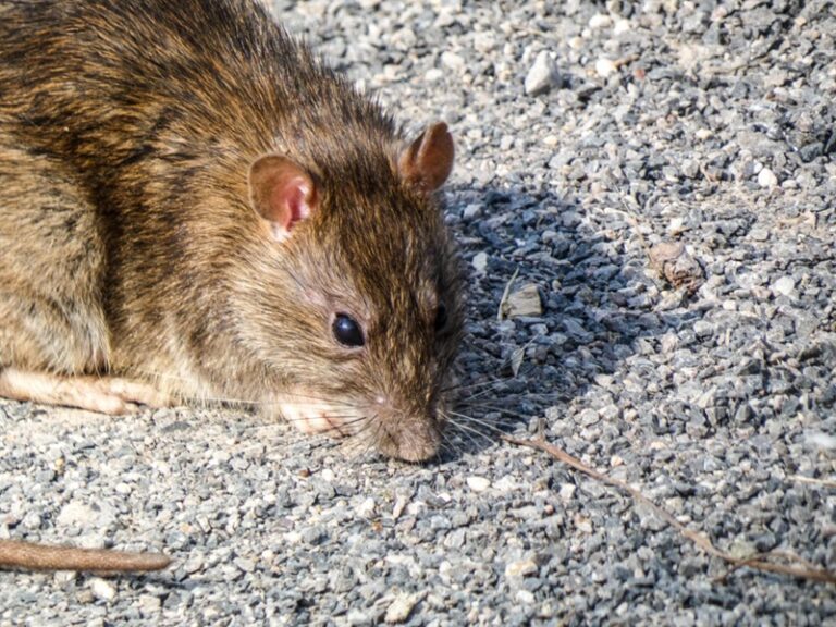 Faire un piège à rat taupier fait maison mode d'emploi