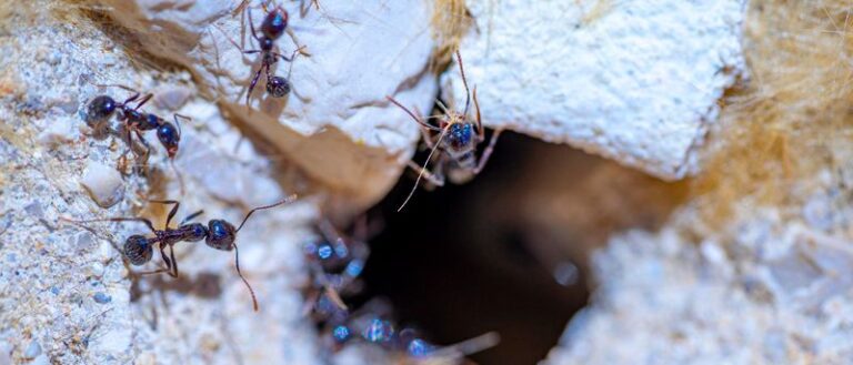 Comment se débarrasser des fourmis à la maison ? Invasion de fourmis