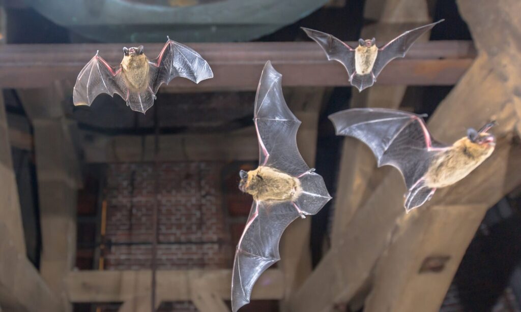 Chauves-souris dans les combles
