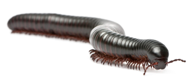 Un vers noir d'humidité