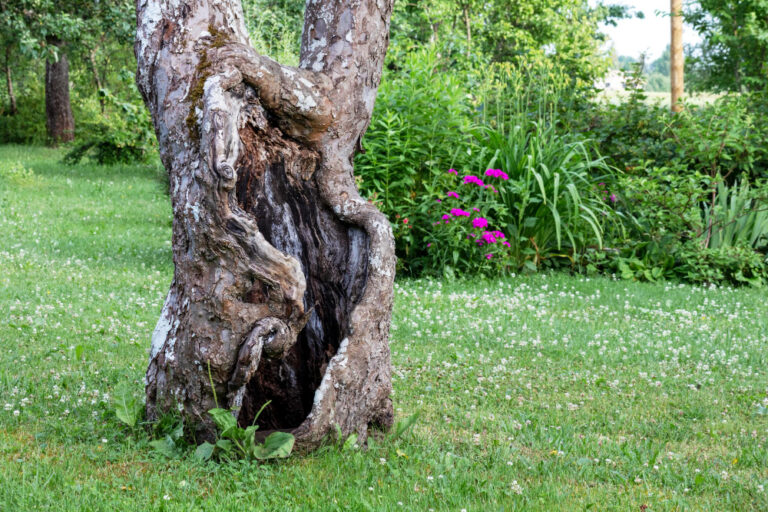 Un vieil arbre dans un jardin