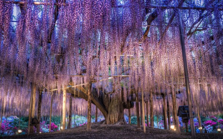 Une glycine poussée en arbre