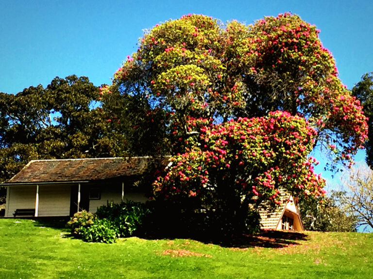 Arbre planter près d'une maison