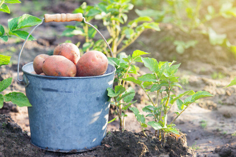 planter des pommes de terre toute l'année
