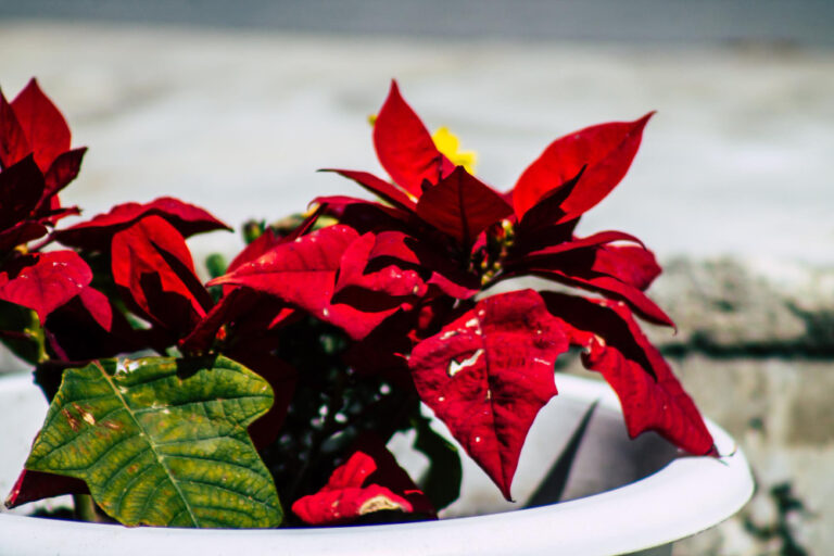 Astuces pour Faire rougir un poinsettia