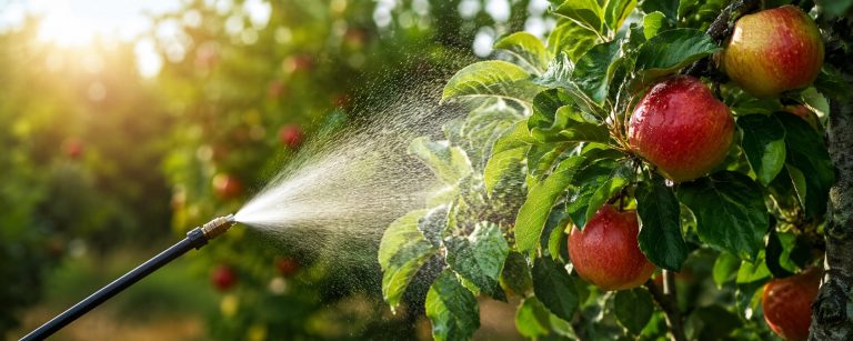 bouillie bordelaise pour arbres fruitiers