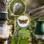 piège à chenille processionnaire